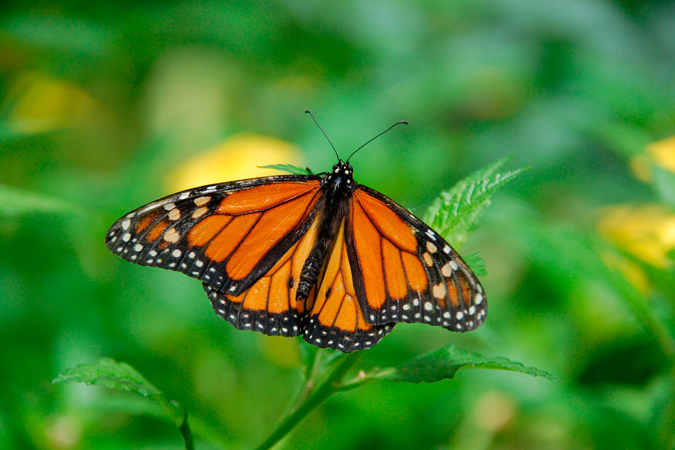 Photo of monach butterfly