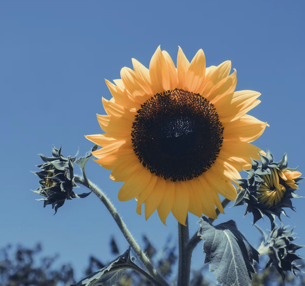 Close up photo of a sunflower against a blue sky